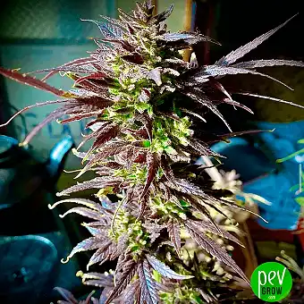 Sensi Seeds'ten Tezla OG...