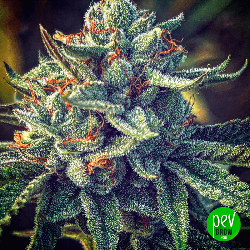 Compra Semillas Sticky Orange XXL Autoflorecientes en Pevgrow