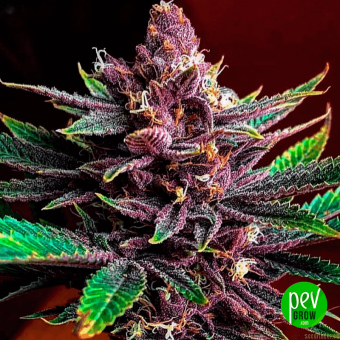Sensi Purple Kush