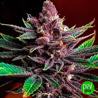 Sensi Purple Kush...