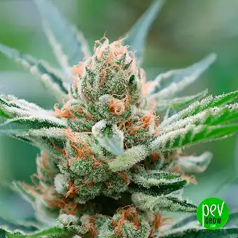 White Cheese Feminized...