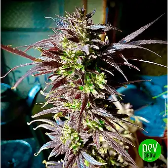 Sweet Cherry Kush Dişi...