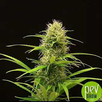 Cookies Gelato Auto toimest...