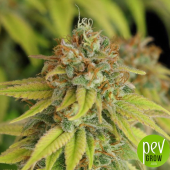 Milky Way F1 Auto