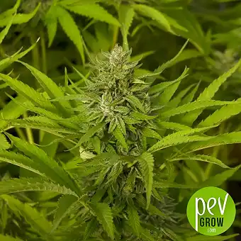 Orion F1 Auto od Royal...