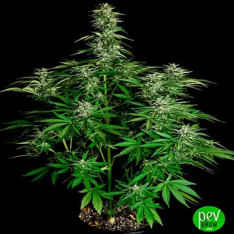 Hyperion F1 da Royal Queen...