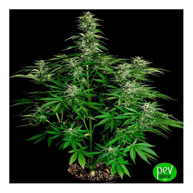 Hyperion F1