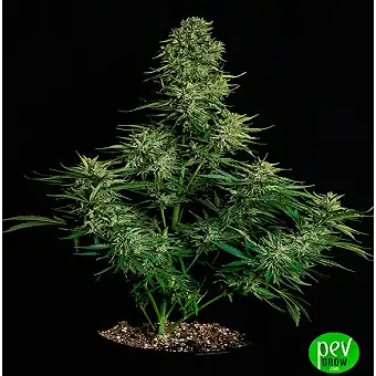 Cosmos F1 – Royal Queen...