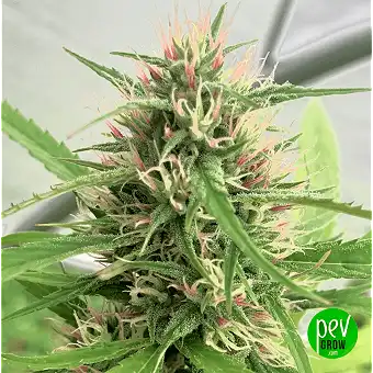 Auto Northern Lights...