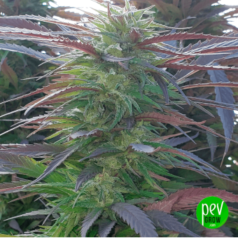 Mimosa 00 Seeds