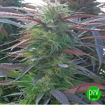 00 Seeds'ten Mimosa Dişi...