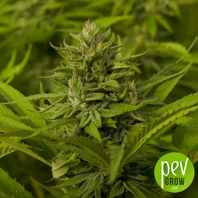 Auto AK 47 Serious Seeds
