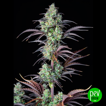 Auto Mimosa 00 Seeds