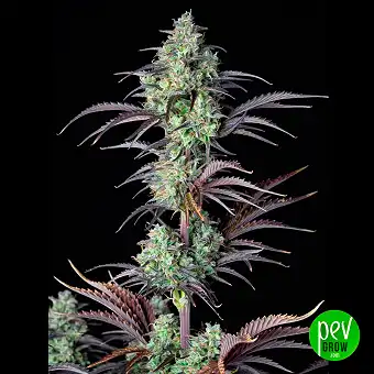 Auto Mimosa 00 Seeds ·...