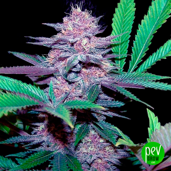 Auto Blue Dream 00 Seeds