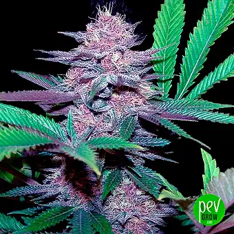 Auto Blue Dream 00 Seeds ·...