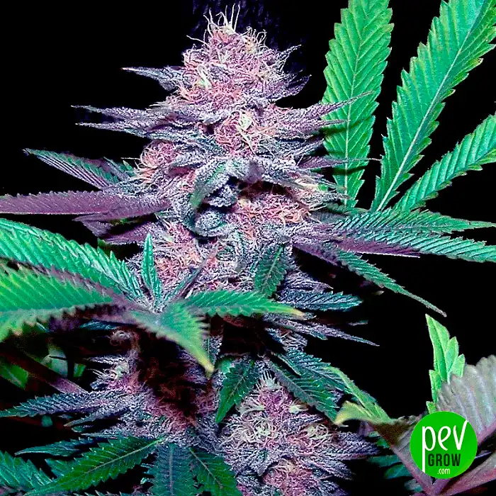 ✓AUTO BLUE DREAM (00 Seeds) Semilla Marihuana Feminizada Alto THC