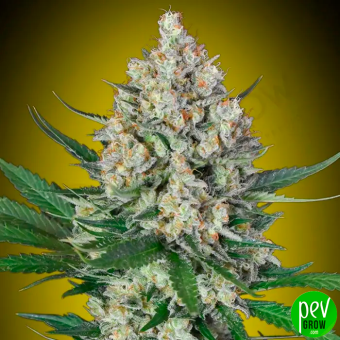 Lemon Og 00 Seeds