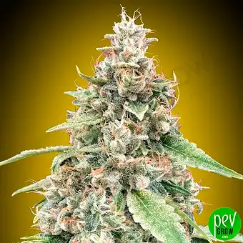 Auto Lemon OG fra 00 Seeds...