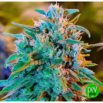 Blue Dream Fast Feminized...