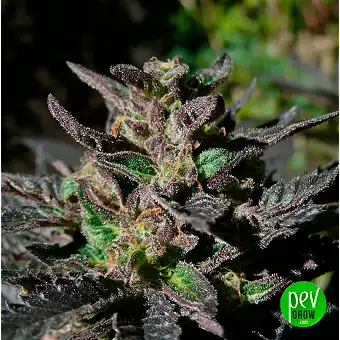 Grand Daddy Purple Dişi...