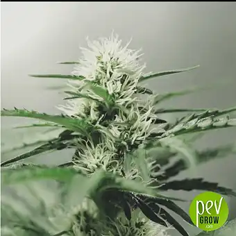 Sementes Feminizadas Sweet...