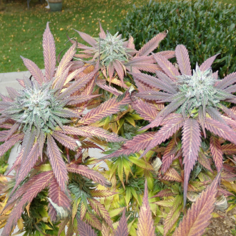 Bubba´s Gift 00 Seeds