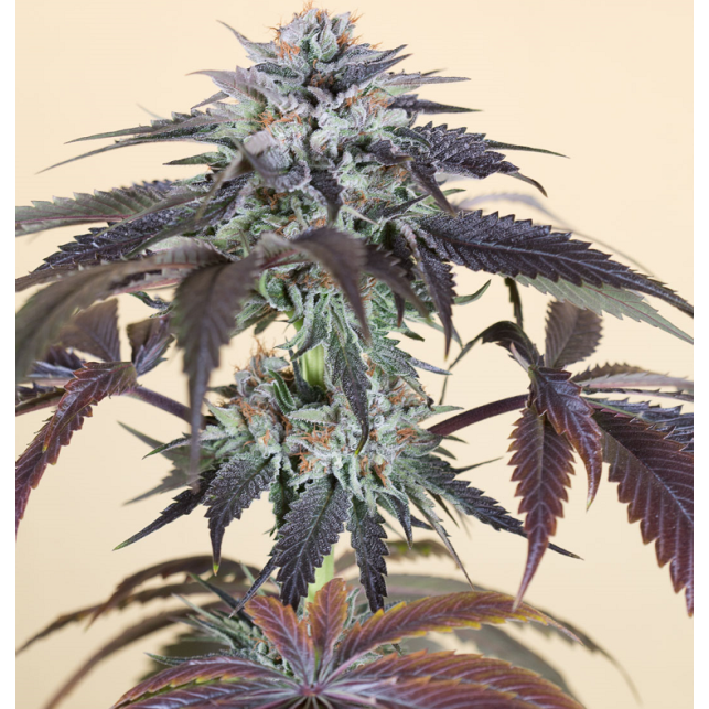 Bubba´s Gift 00 Seeds