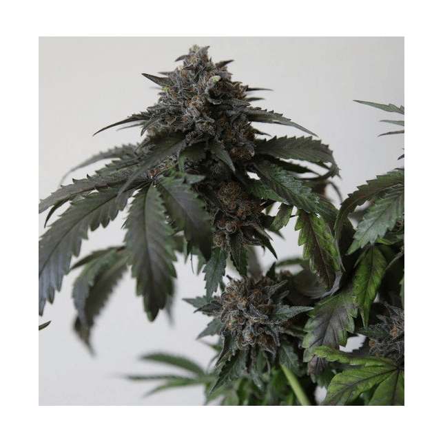 Bubba´s Gift 00 Seeds