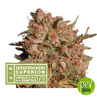 Apollo Black Cherry Auto...