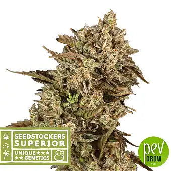 Sementes de Cannabis...