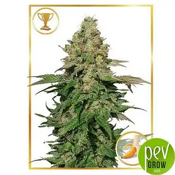 Semințe Feminizate Mr Black...