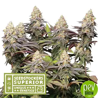 Σπόροι Panty Punch...