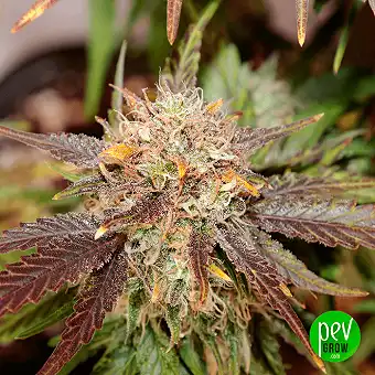 AlienZ Feminizatutako...