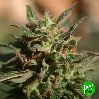 HighCloudZ Feminiserade...