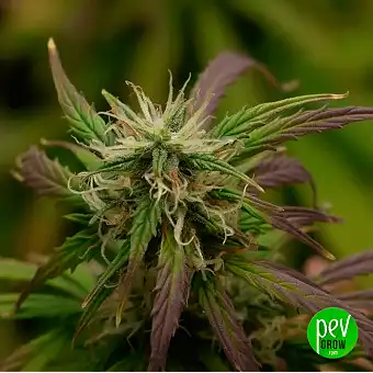 Ztrawberry Feminized...