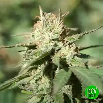 Ztrawberriez Auto van...