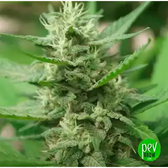 Σπόροι Triton Biscotto Lime...