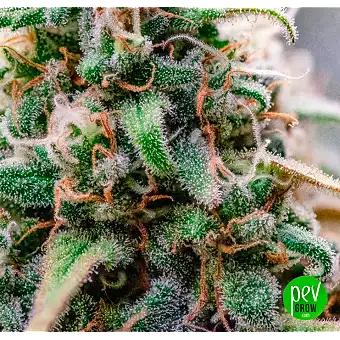Sementes Feminizadas Rucu...