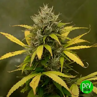 Ice Cream Cake Feminized...