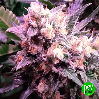 Runtz feminiserte frø fra...