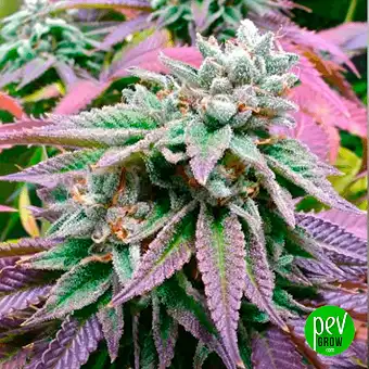 GMO від Barneys Farm –...