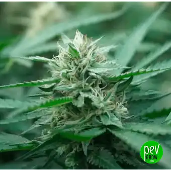 Gelato Barneys Farm-en –...