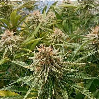 Sementes Feminizadas...