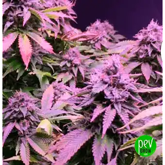 Purple Punch x Lemon...