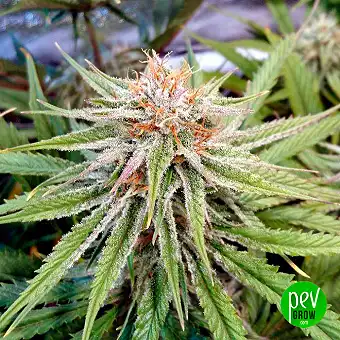 Lemon Drizzle Feminized...