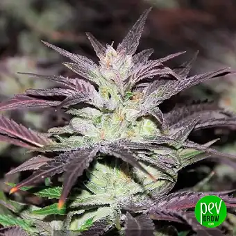 Cookies Kush Auto de...