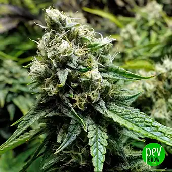 OG Kush Auto από την...