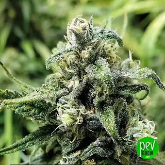 Lemon Haze Auto a Barneys...