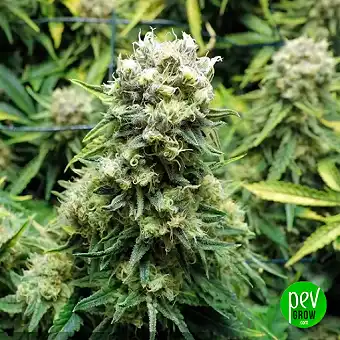 GMO Auto av Barneys Farm –...